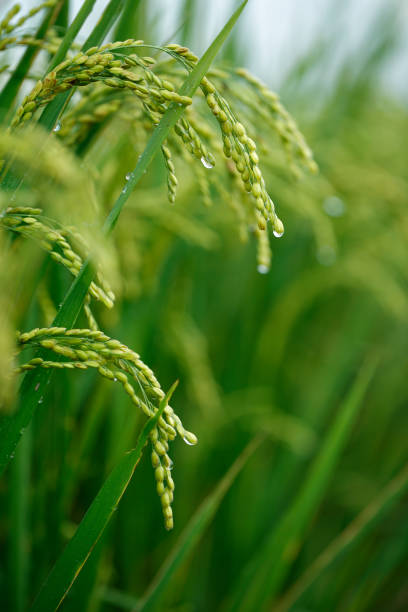 istock Green rice field in Taiwan 695954840
