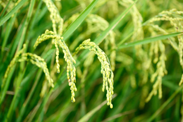 istock Green rice field in Taiwan 695954898