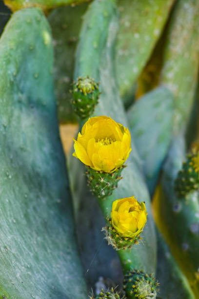 Blossom edible prickly pears (Opuntia ficus-indica) cactus plants, Sicily, Italy