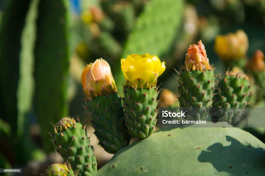 Foto de Plantas De Cacto Flor Comestível Peras Espinhosas e mais fotos de  stock de Amarelo - iStock