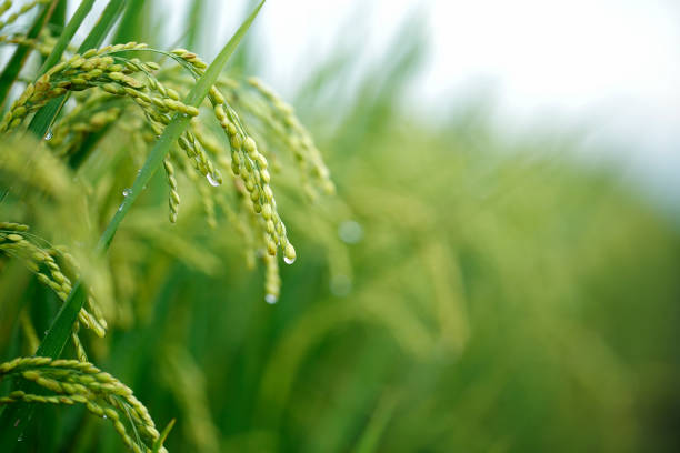 istock Green rice field in Taiwan 695954984