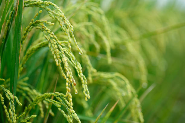 istock Green rice field in Taiwan 695955344