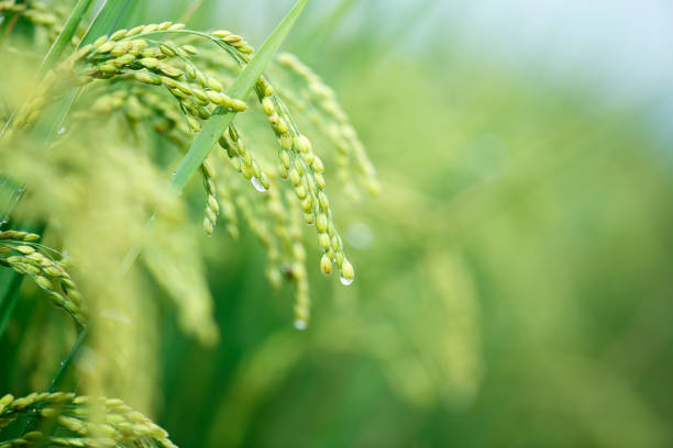 Aerial view of rotating picture of rice field