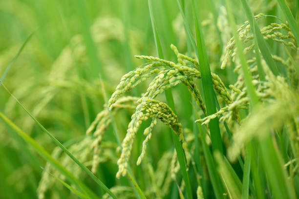 istock Green rice field in Taiwan 695955628