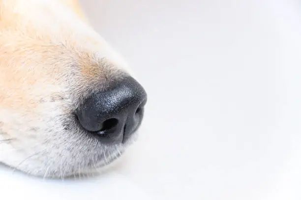 Close up shot of dog nose