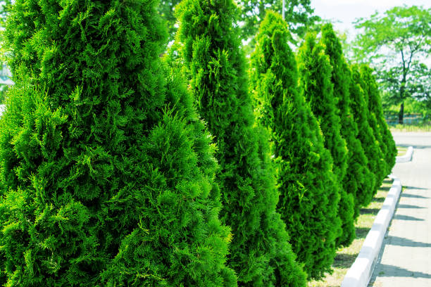 istock Thuja alley and road in summer 695967334