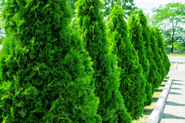 Thuja alley and road in summer Thuja at the road in the summer. Decorative Thuya. thuja occidentalis stock pictures, royalty-free photos & images