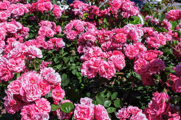 istock Bush of roses on bright summer day 695967472