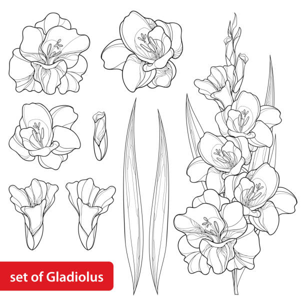 Vector set with Gladiolus flower, bunch, bud and leaf isolated on white. Vector set with Gladiolus or sword lily flower, bunch, bud and leaf in black isolated on white background. Floral elements in contour style with ornate gladioli for summer design and coloring book. inflorescence stock illustrations