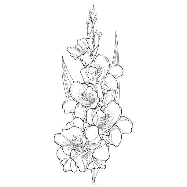 디올 꽃, 줄기, 꽃 봉 오리와 검정 흰색 배경에 고립 된 잎 벡터 무리. - gladiolus stock illustrations