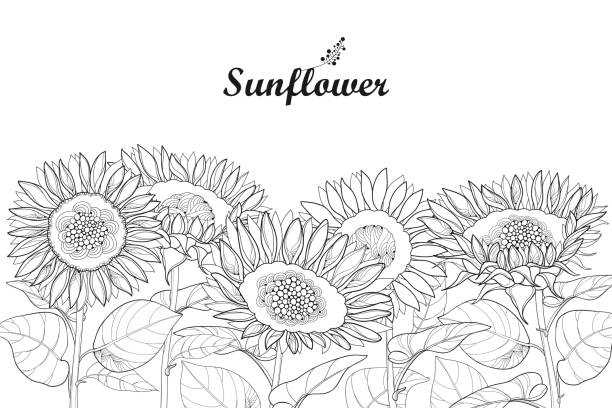 Vector composition with outline Sunflower or Helianthus flower and leaves isolated on white background. Vector composition with outline open Sunflower or Helianthus flower and leaves isolated on white background. Floral border in contour style with ornate Sunflowers for summer design or coloring page. helianthus stock illustrations