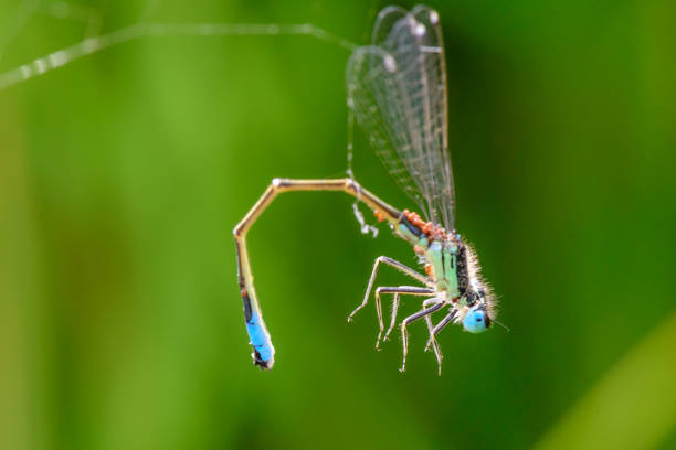 istock Death is near in the spider's web 695971456