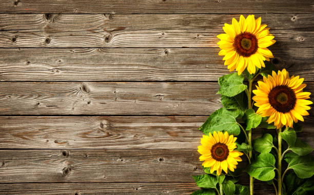 girasoles en tablero de madera - sunflower flower flower bed light fotografías e imágenes de stock