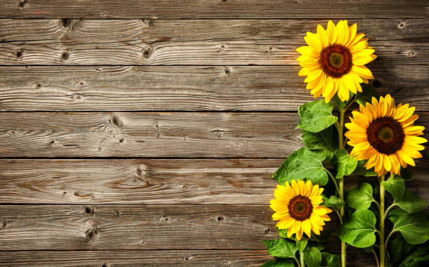 girasoli su tavola di legno - garden fence immagine foto e immagini stock