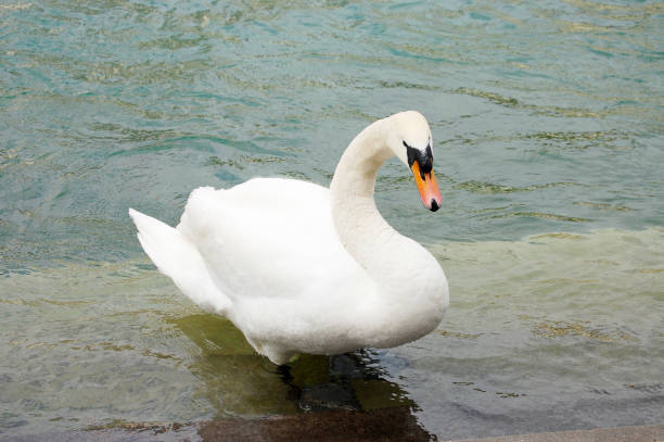 istock White Swan on the Lake close-up 695971972