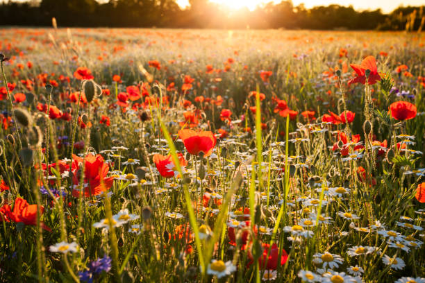 istock Poppies Wildflowers field  on bright shine sunset light 695974148