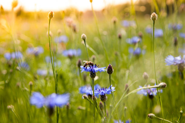 istock purple Cornflowers field and insect on Bloom 695974546