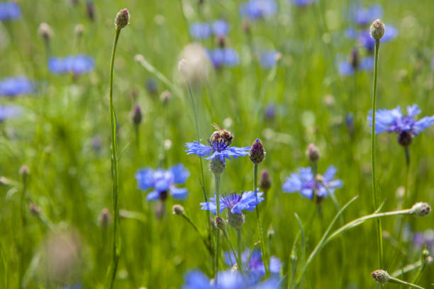 istock purple Cornflowers field Nature Blooming summer Meadows 695974560