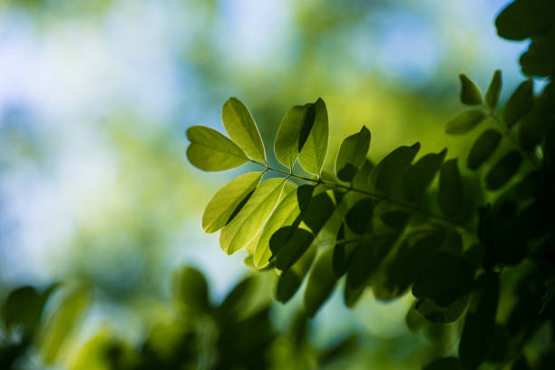 istock Green leaves, beautiful natural background. 695975822
