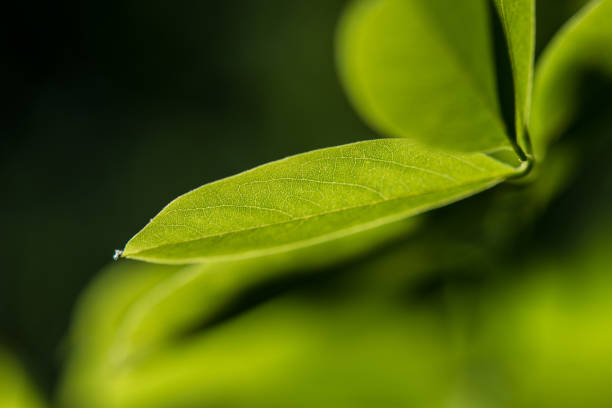 istock Leaf veins,beautiful green leaf with veins. 695976012