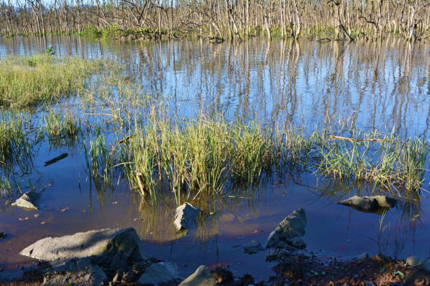 istock Mangrove landscape flooded 695978452
