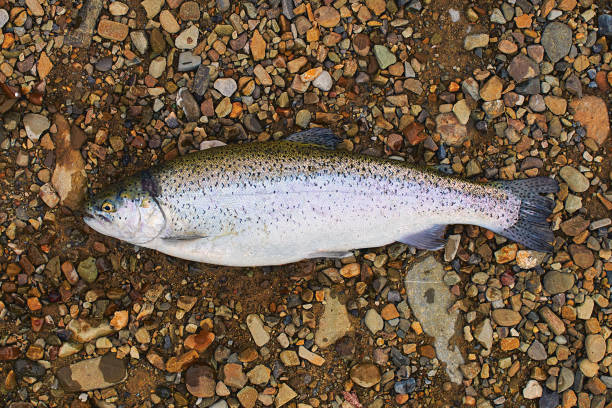 istock Caught trout on the ground 695979830