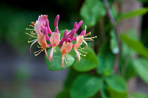 Images of flowers from outside of my home in the Pacific Northwest