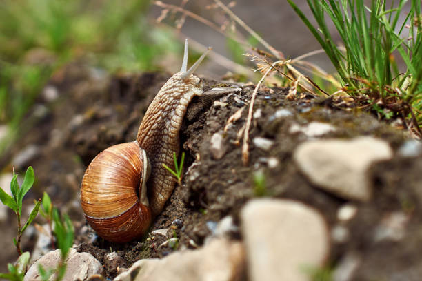 Smaild 30+ Smail Shell Stock Photos, Pictures & Royalty-Free Images - iStock