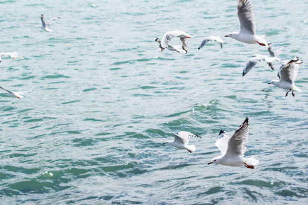 seagulls stock photo