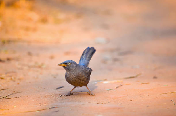 Jungle babbler(Turdoides striata striata) in attitude style found in the Indian subcontinent