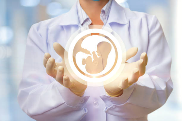 在醫生的手中，胚胎的圖示。 - 體外受精 不育 圖片 個照片及圖片檔
