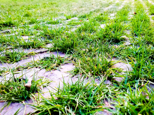 istock Nicely decorated garden with stones and plants (home) 695988312