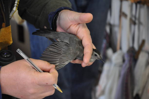 istock Gray Catbird being examined for banding 695994510