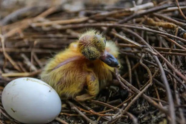 Photo of Close-up shot of the newborn pigeon bird with an egg on the nest.