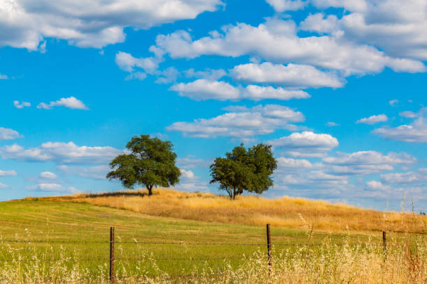 istock Green Oak Trees on Hill With Clouds and Blue Sky 695994814