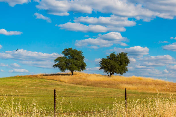 istock Green Oak Trees on Hill With Clouds and Blue Sky 695994900