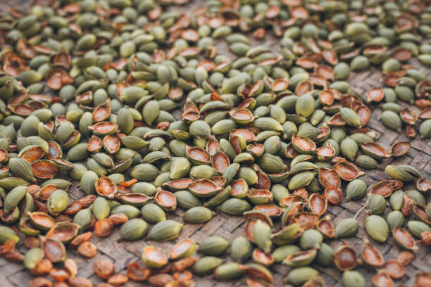 istock betel Nut , betel palm 695994988
