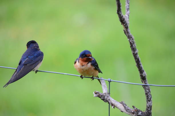istock Barn Swallows sitting on a fence 695995308