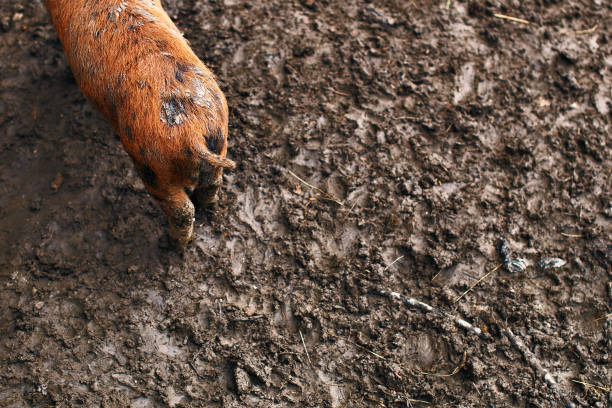 A close-up of a pig with a black and brown coat, digging in muddy ground. The pig's snout is buried in the dirt, showcasing its natural behavior in a farm or wild setting.
