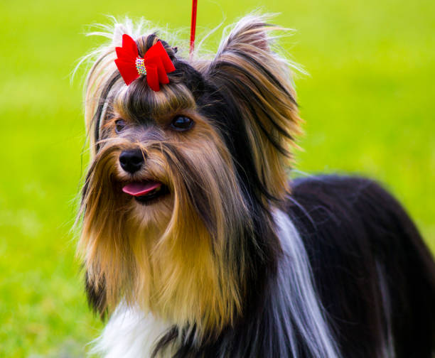 istock Yorkshire Terrier. Yorkshire terrier playing in the park on the grass 695999240