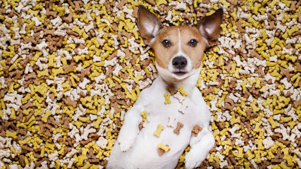istock hungry dog in big  food mound 695999362