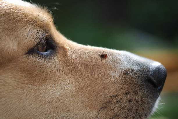 犬の鼻のダニ脳炎。危険な昆虫、病気のキャリア - young animales ストックフォトと画像