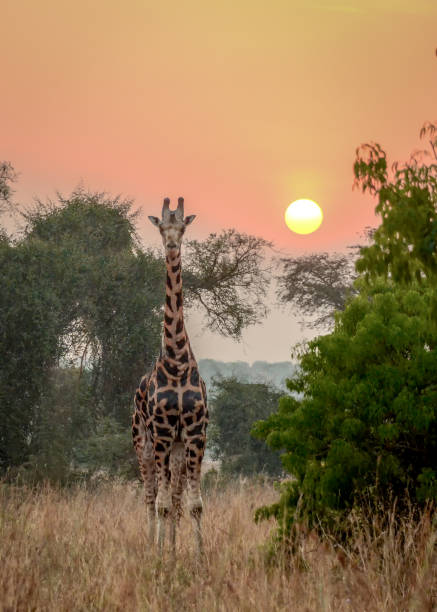 istock Rothschild giraffe at sunrise in the mist 695999408