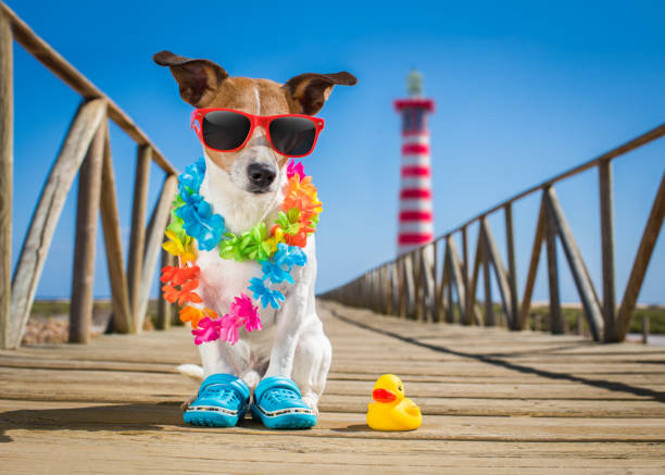 istock dog at the beach and ocean with plastic duck 695999416