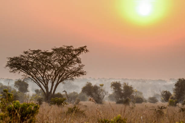 istock Rothschild under an acacia tree in the mist during sunrise 695999452
