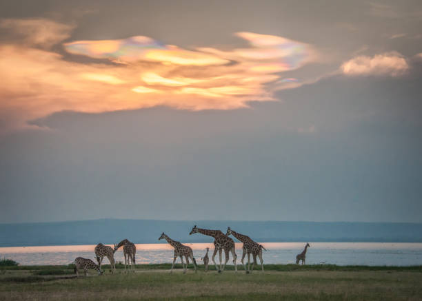 A tower of Rothschild giraffes near Lake Albert under rainbow iridescent clouds caused by ice crystals,  Murchison Falls National Park, Uganda