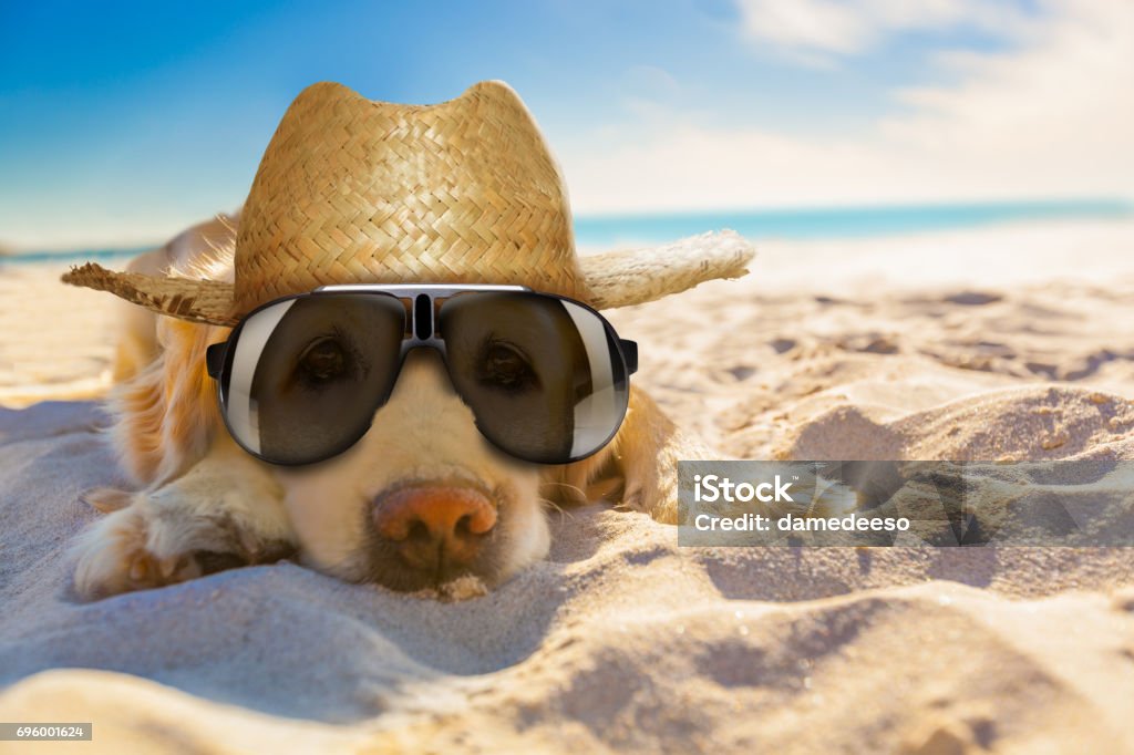 Hund am Strand im Ruhestand - Lizenzfrei Hund Stock-Foto
