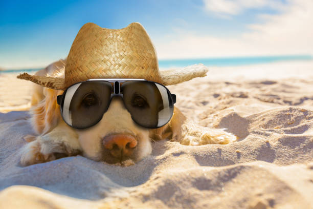 21,079 Summer Heat Funny Stock Photos, Pictures & Royalty-Free Images - iStock 21,079 Summer Heat Funny Stock Photos, Pictures & Royalty-Free Images - iStock