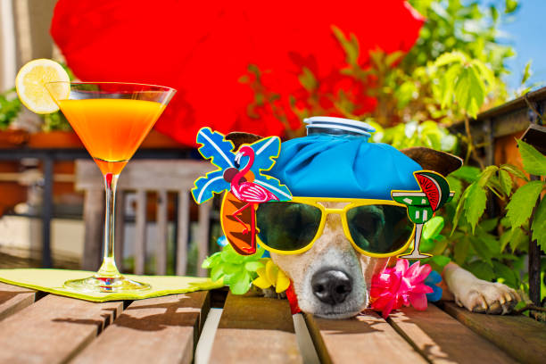 istock cocktail drink dog summer holiday vacation on balcony 696001702