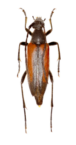istock Ribbed Pine Borer on white Background  -  Rhagium inquisitor (Linnaeus, 1758) 696002326